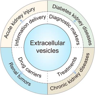 Emerging role of extracellular vesicles in kidney diseases